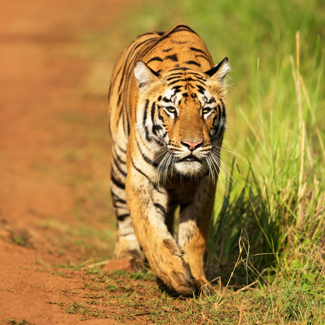 Tadoba Safari Packages 2