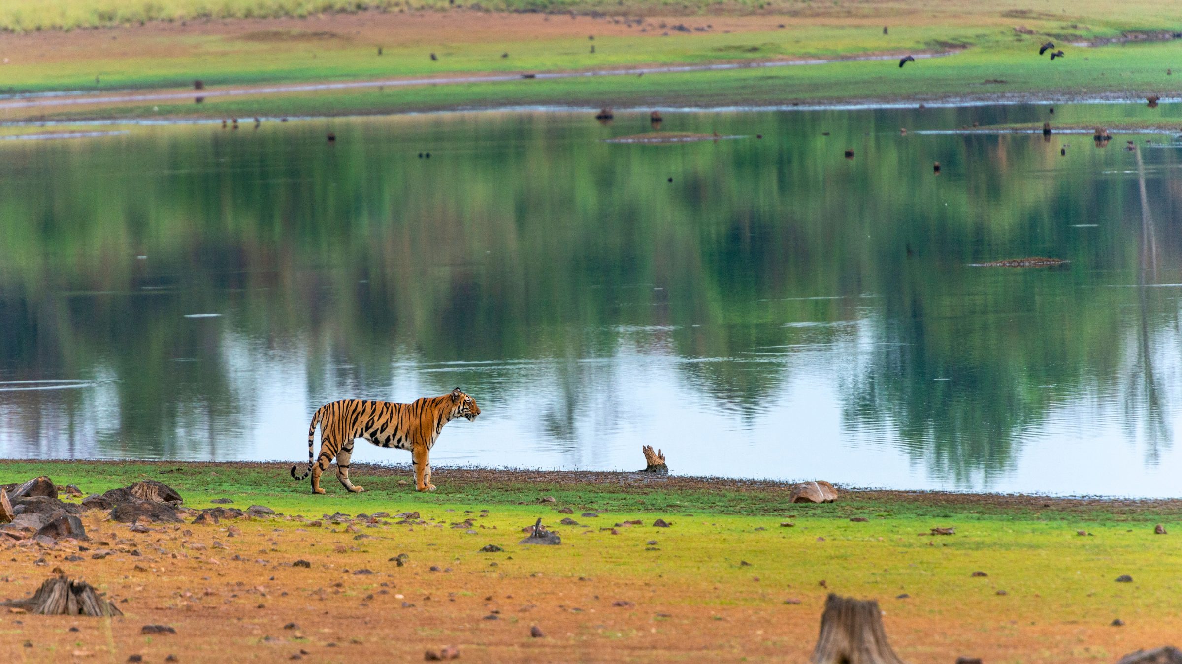 Tadoba Lake