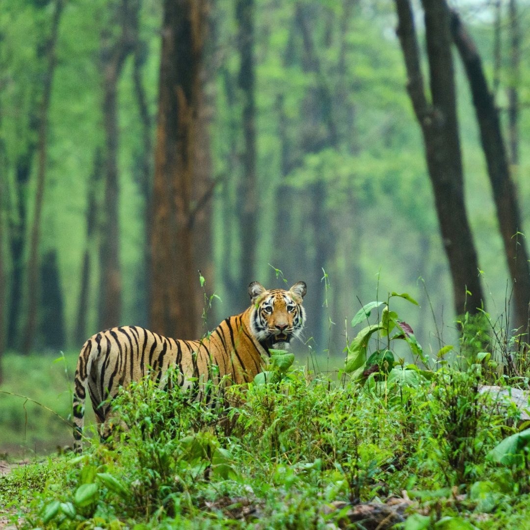 Tadoba box