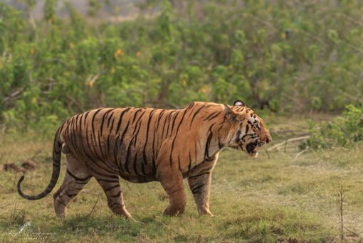 Matkasur tiger - Moharli Gate Tadoba