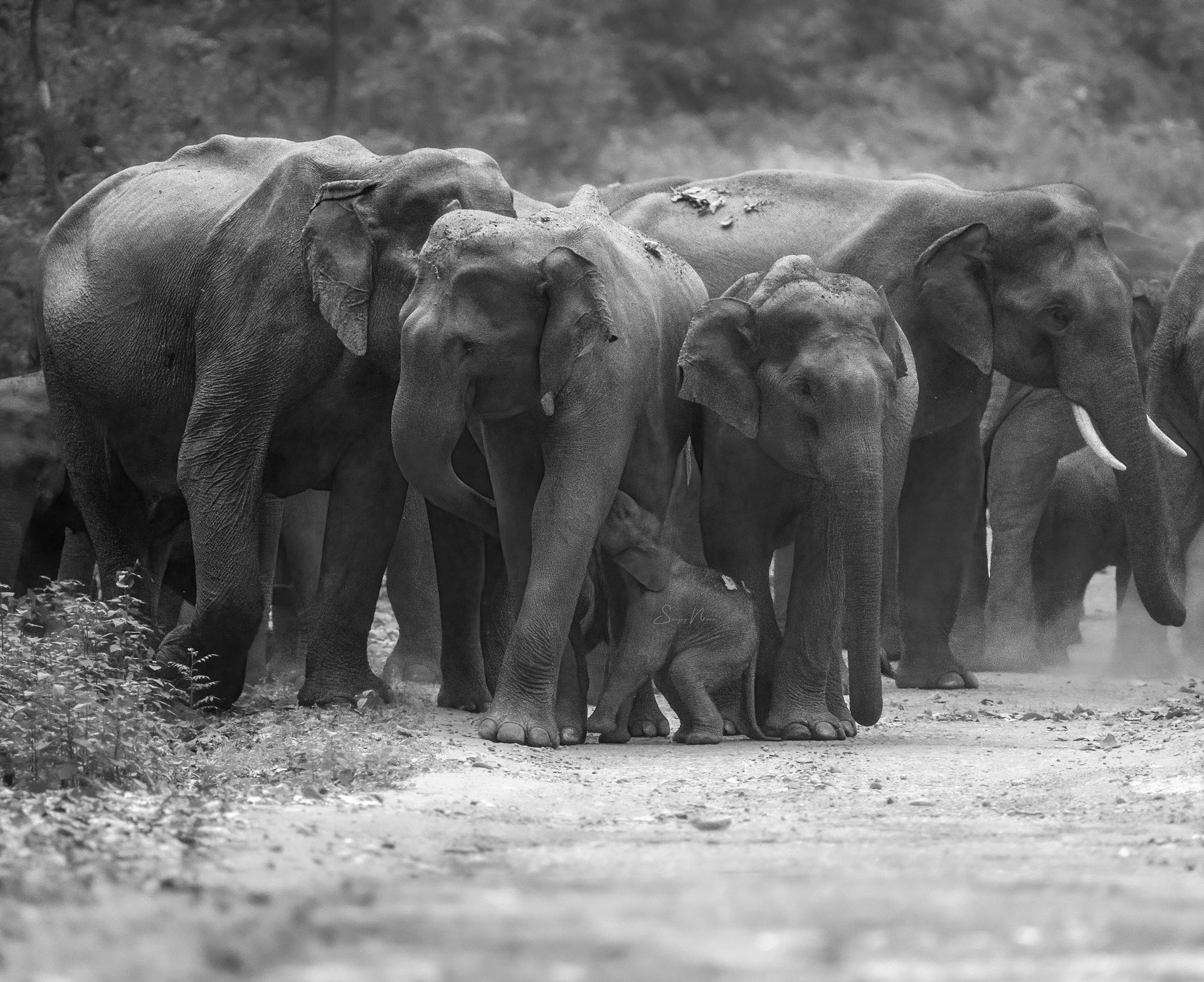 Corbett tiger reserve