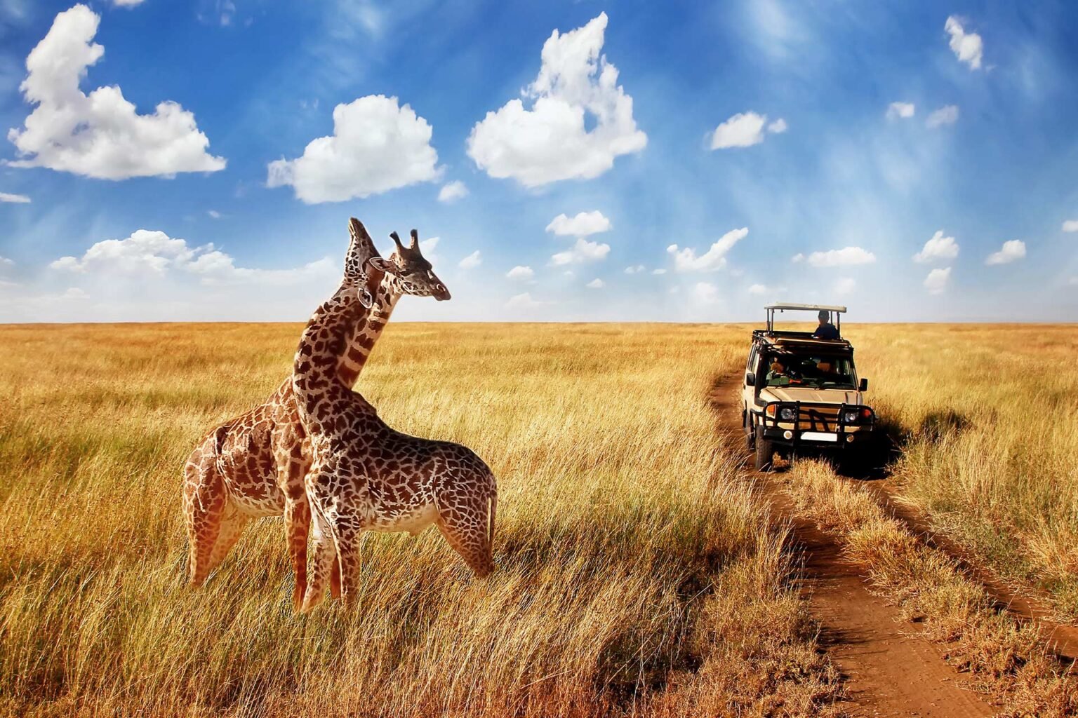 Customized wildlife tours