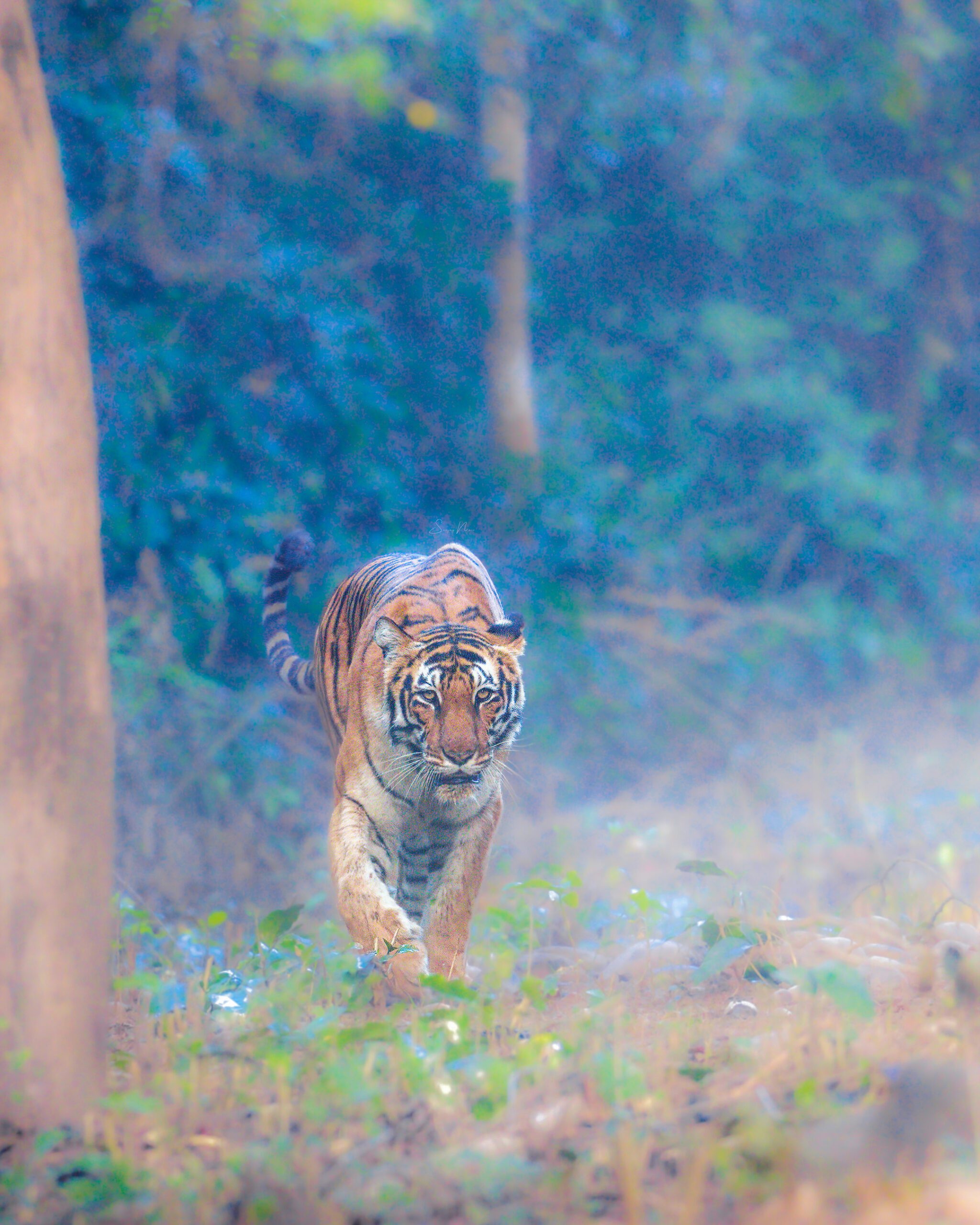 Jhirna badi female