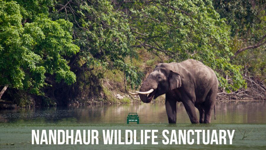 nandhaur wildlife sanctuary safari lab