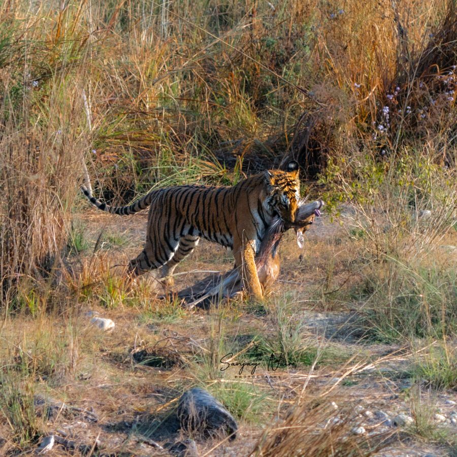 Pedwaali tigress hunting in corbett - safari lab tour