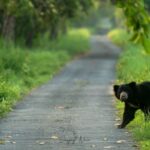 sloth bear slider