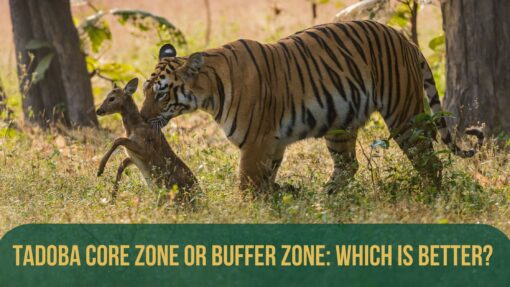 tadoba core zone or buffer zone which is better