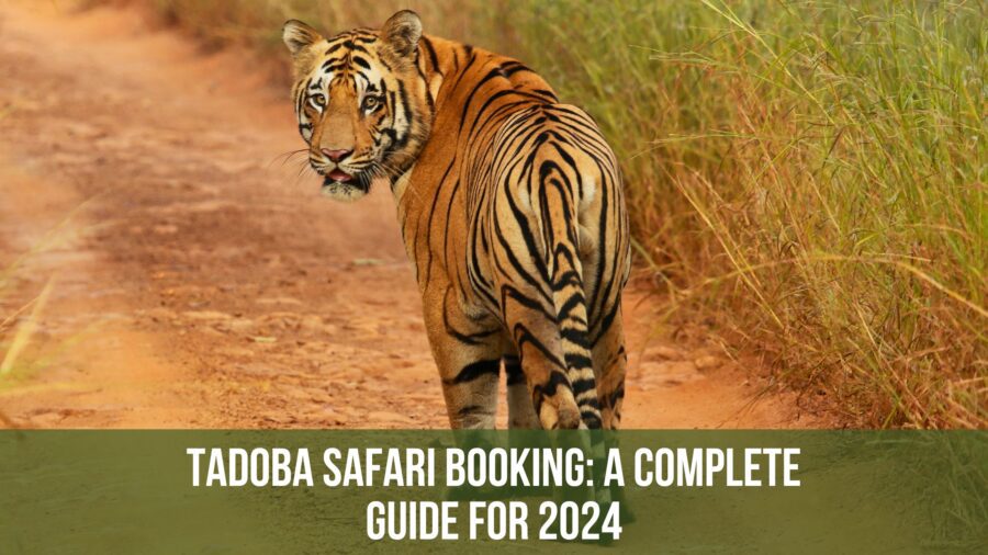 tadoba safari booking