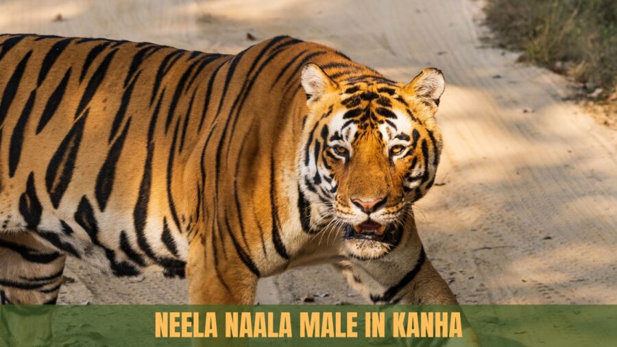 Where is kanha national park - neela naala male in Kanha