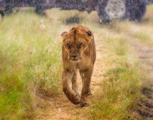 Lion in the rain in Masai Mara - best masai mara packages from india by safari lab