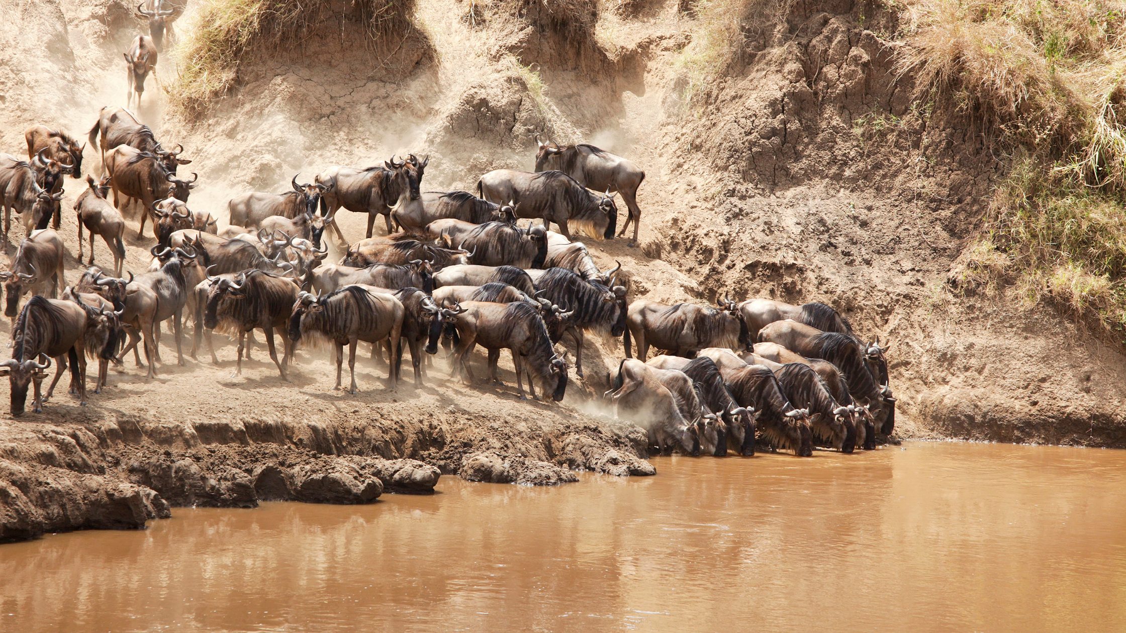 masai mara great migration