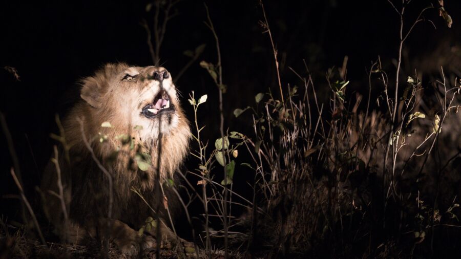 night drive lion mara