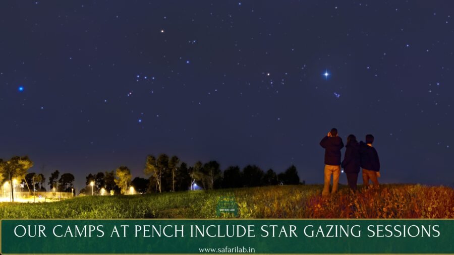 Jungle summer camps for kids - star gazing