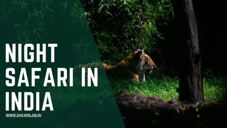 A Night Safari in India: A Journey Into the Nocturnal Wild