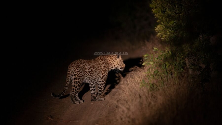 Leopard during a night safari in india
