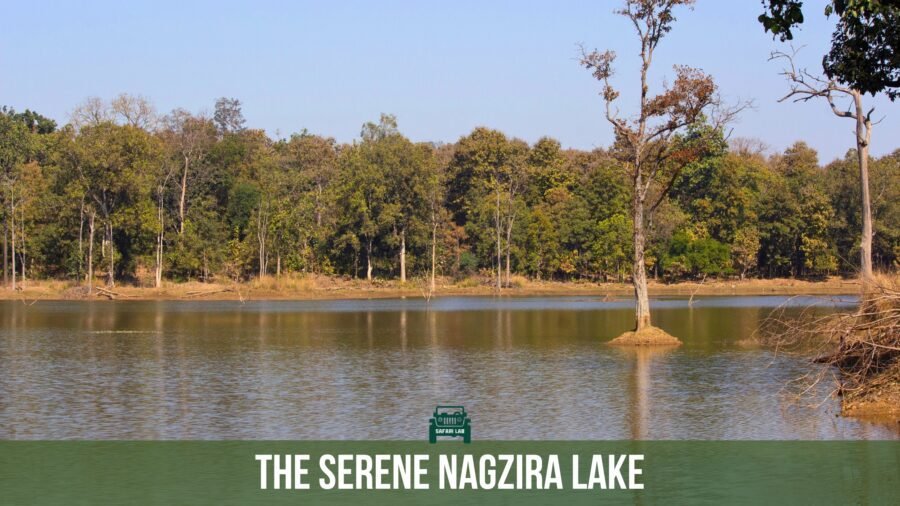 nagzira lake inside nagzira tiger reserve