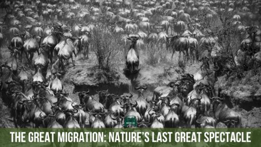 The Great Migration
