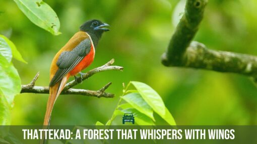 Thattekad Bird Sanctuary