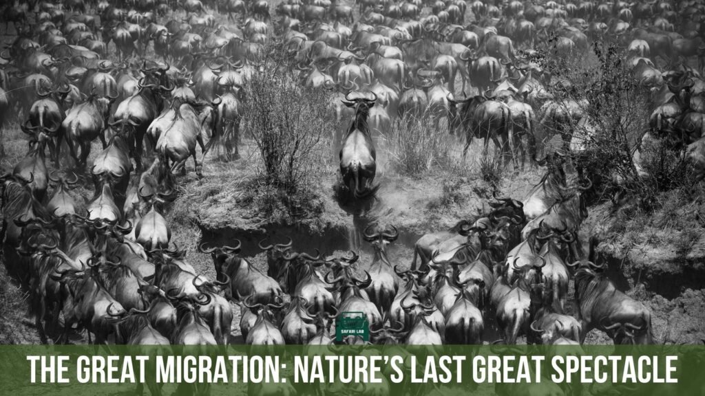 The Great Migration: The Last Great Wildlife Spectacle