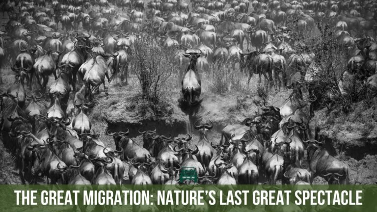The Great Migration: The Last Great Wildlife Spectacle