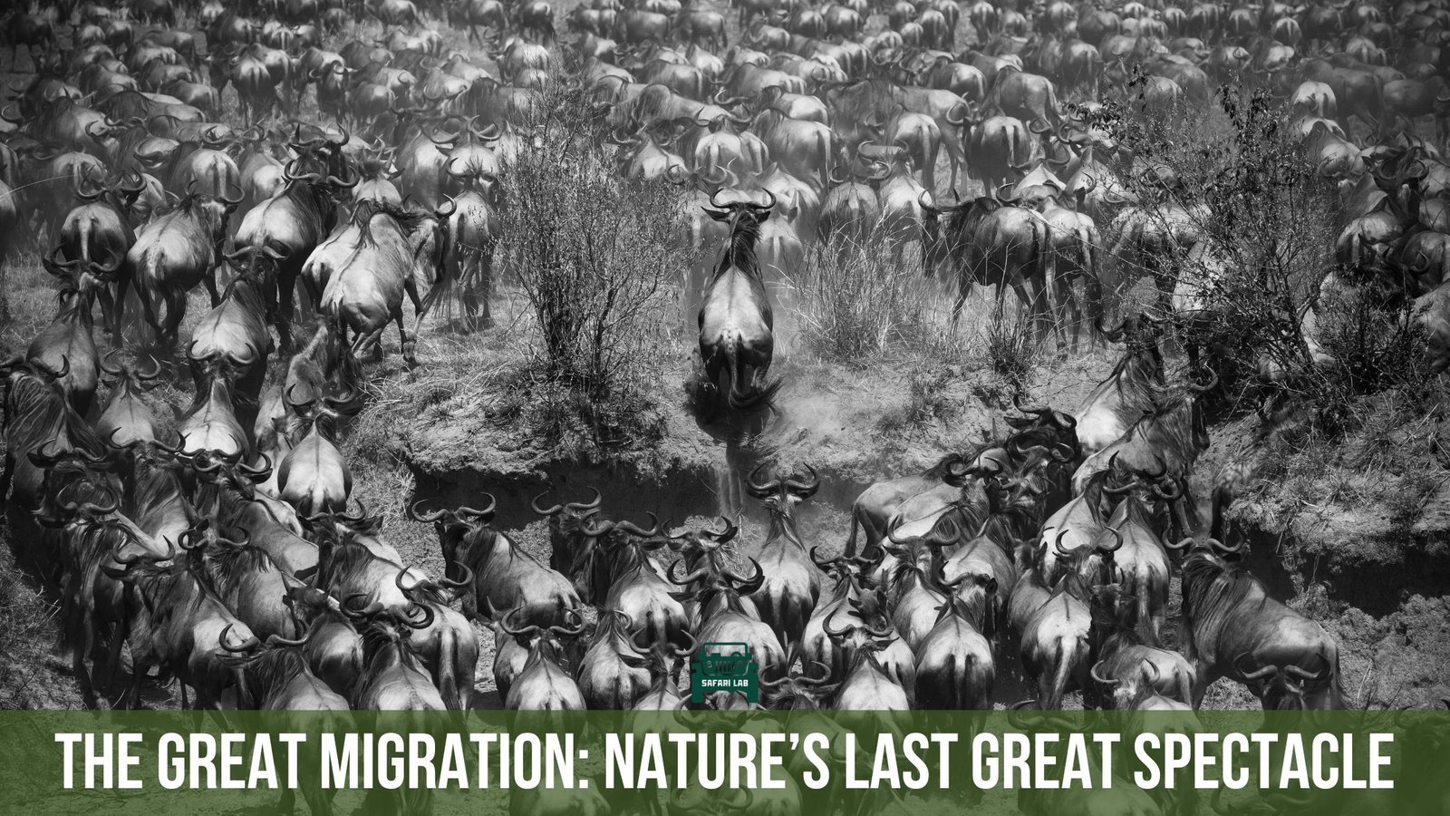 The Great Migration: The Last Great Wildlife Spectacle