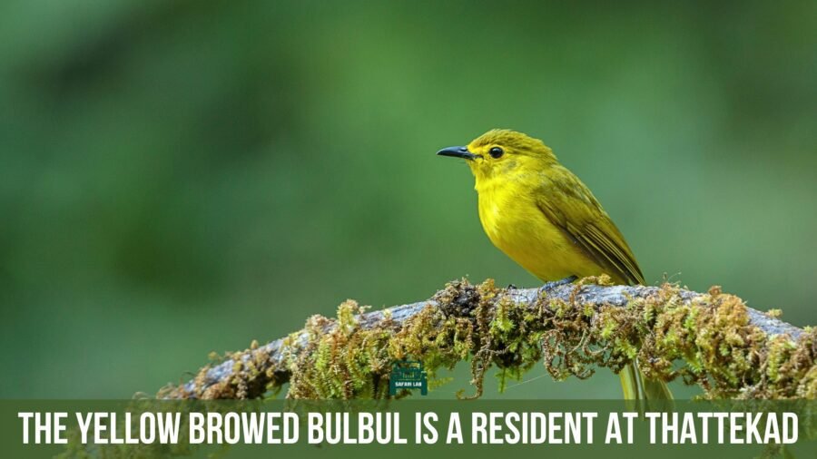 Yellow browed bulbul at Thattekad