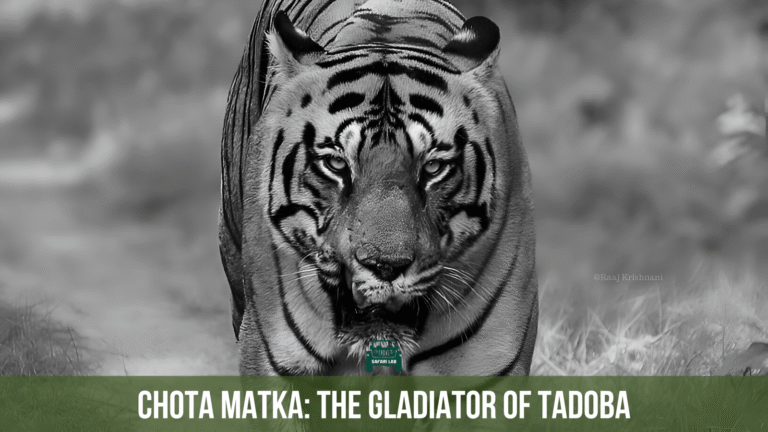 Chota Matka : The Powerful Gladiator of Tadoba