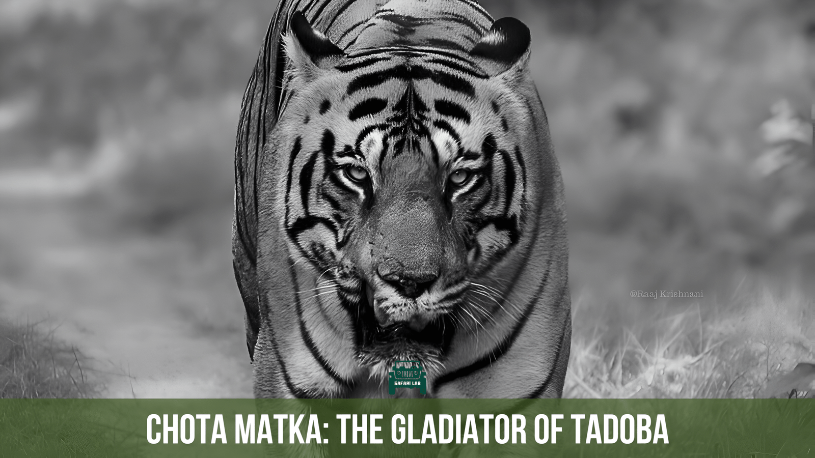 Chota Matka : The Powerful Gladiator of Tadoba