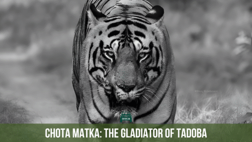 Chota Matka the gladiator