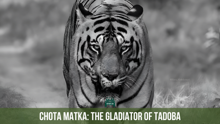 Chota Matka the gladiator