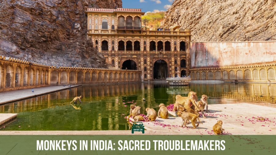 Monkeys in India