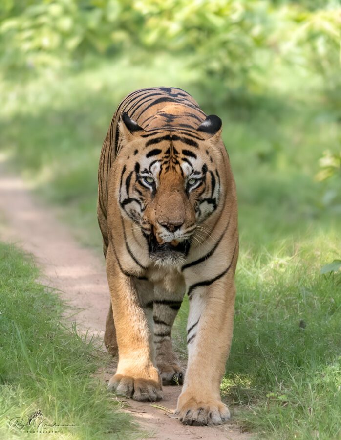 Chota Matka on a stroll in the picturesque Nimdhela zone of Tadoba