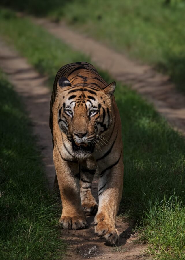 Chota Matka in Tadoba