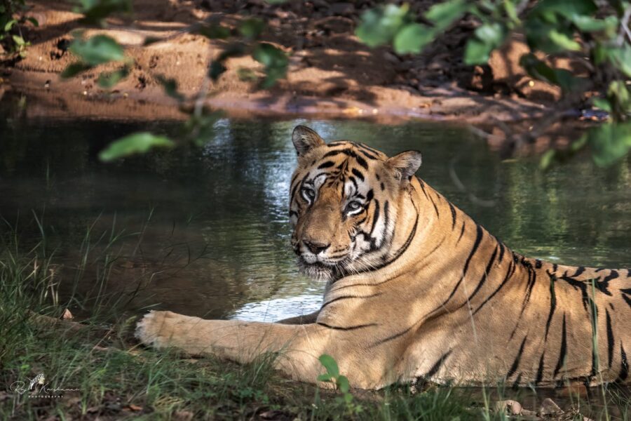 Chota Matka Resting in a Stream