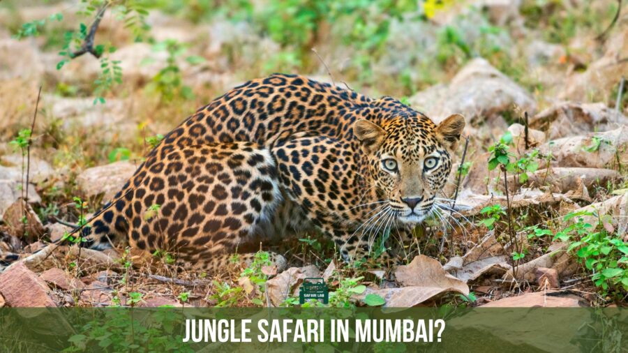 Jungle safari in mumbai