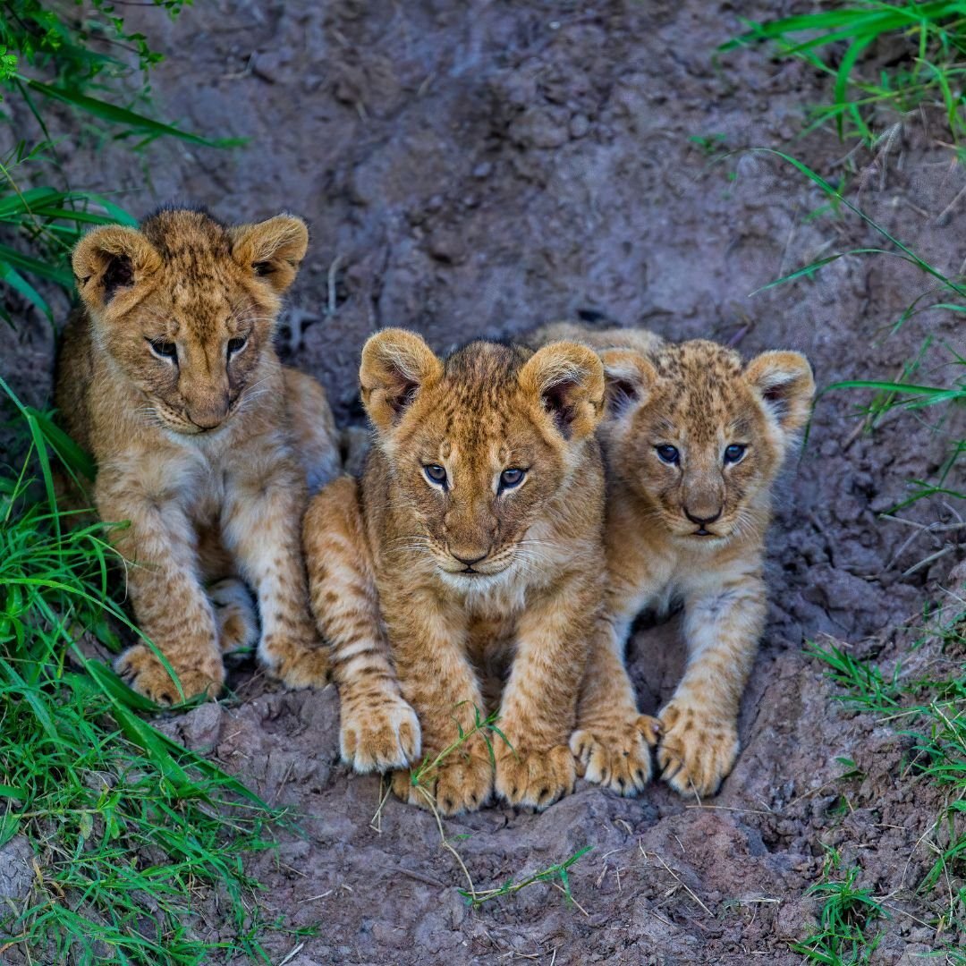 Masai Mara 1 Lion box