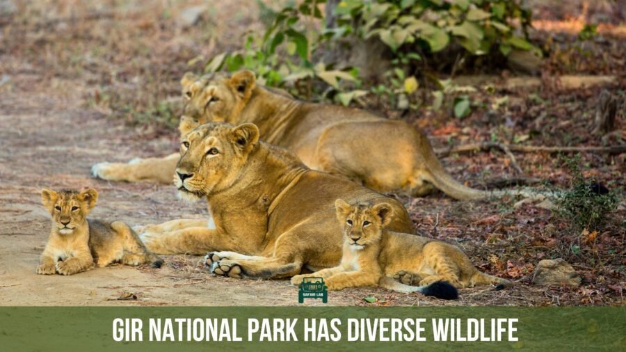 Asiatic lion pride in Gir forest safari