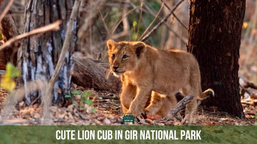 Lion cub in gir national park
