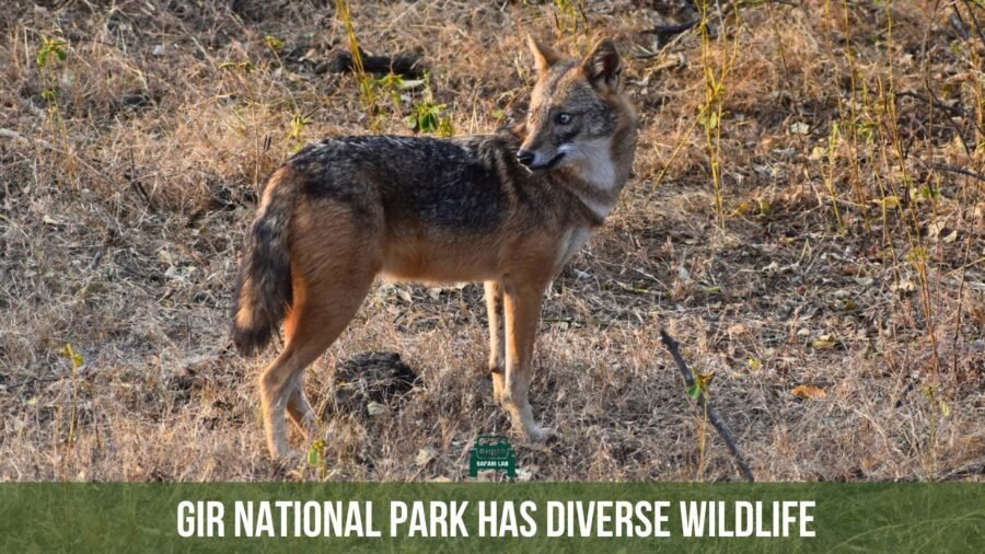 black backed jackal gir safari package