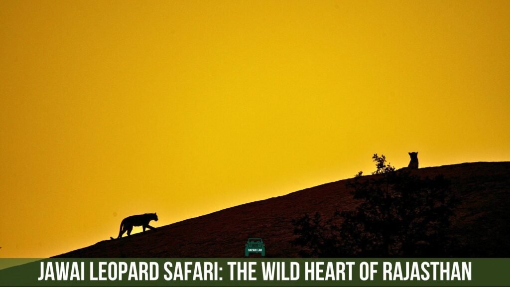 Jawai Leopard Safari - Rajasthan's Hidden Wildlife Gem