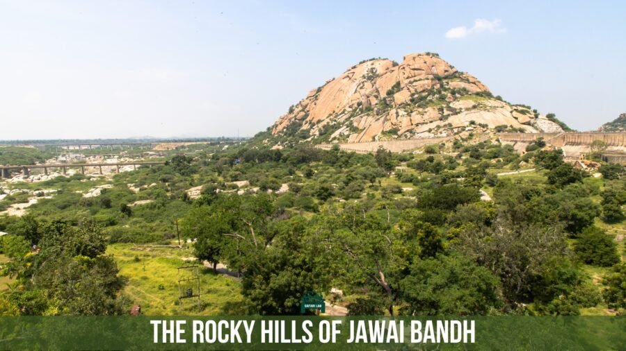 Jawai bandh rocky hills