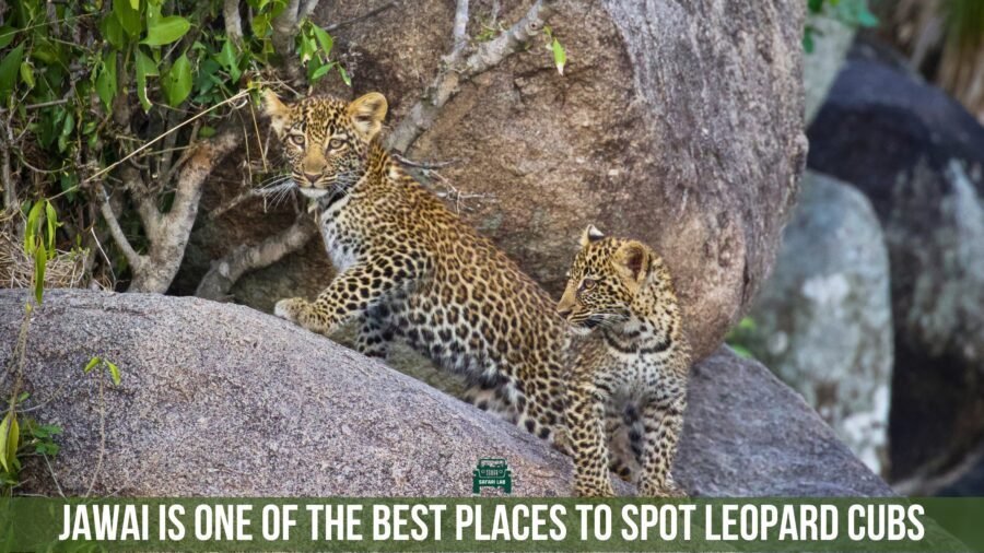 Jawai leopard safari leopard cubs