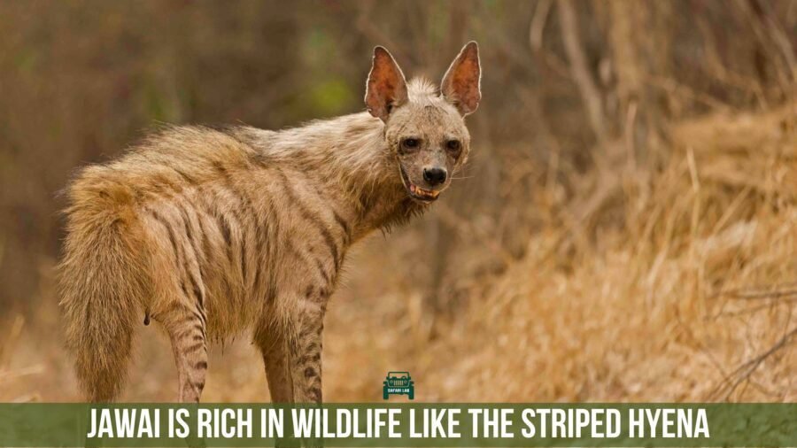 Striped hyena jawai leopard safari