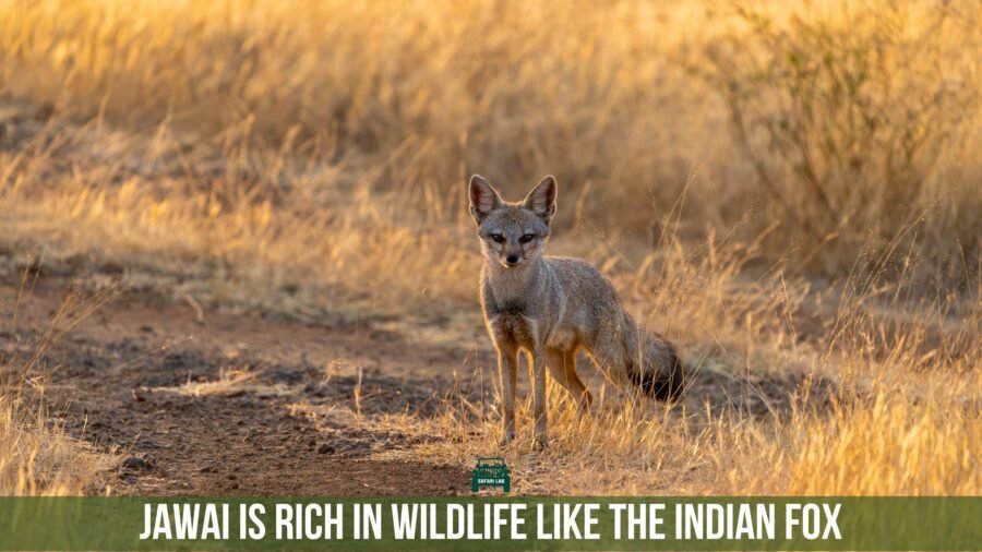 indian fox in jawai leopard safari