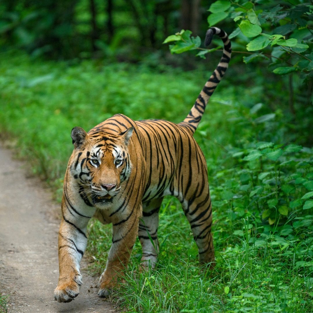 Pench Tiger male