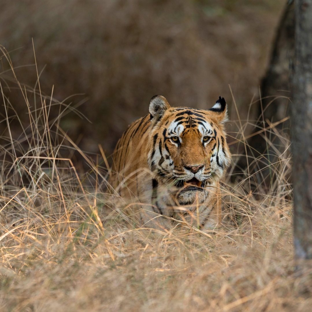 Pench Tiger
