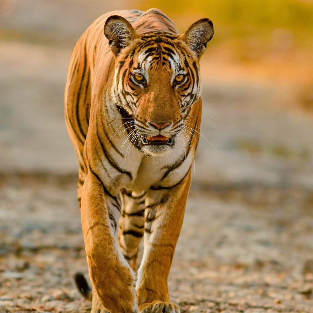 kabini tigress