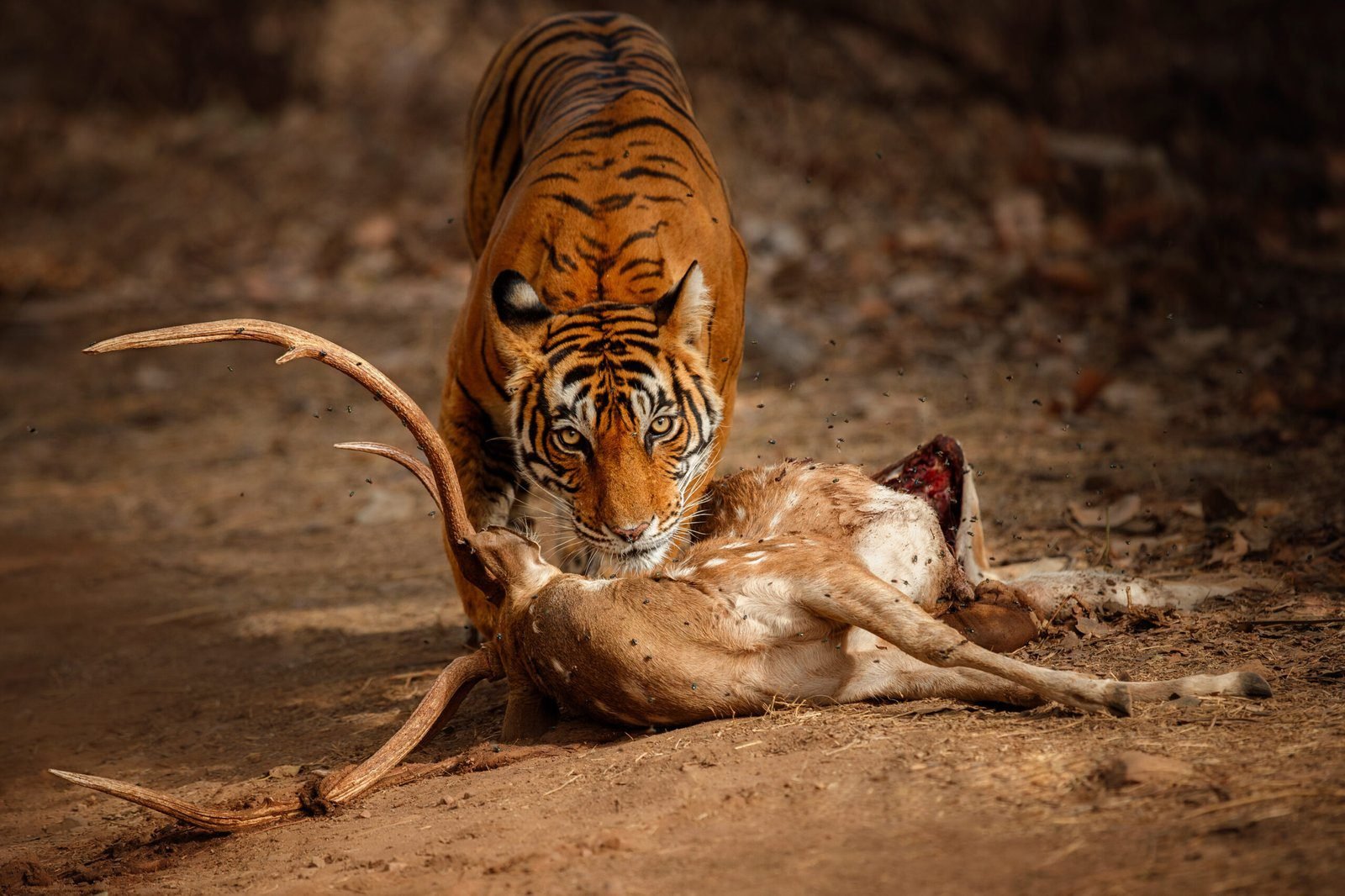 Beautiful tiger in the nature habitat. Tiger pose in amazing light. Wildlife scene with wild animal. Indian wildlife. Indian tiger. Panthera tigris tigris