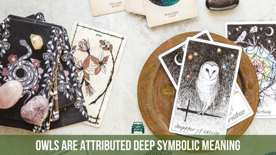 myths about owls- cultural symbolism