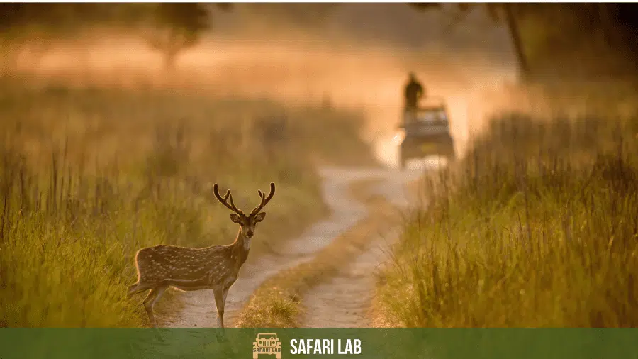 5 Tips For Your First Wildlife Safari in India
